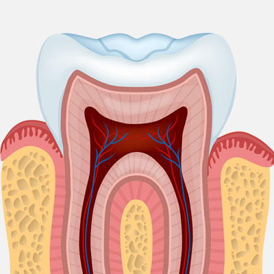 Root Canal Diagram